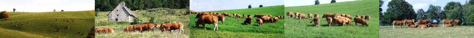 GAEC du Mazuc - élevage Limousin