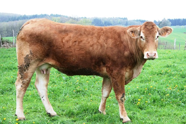 Lavina