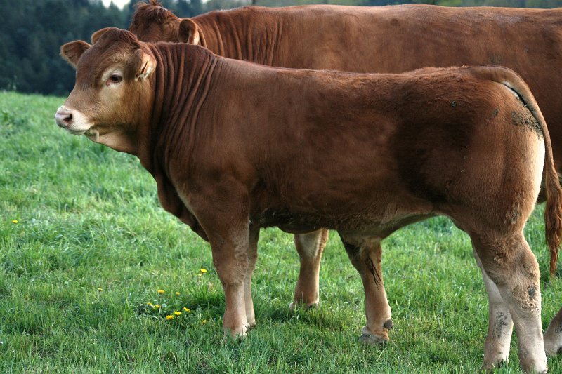 7256-3.JPG